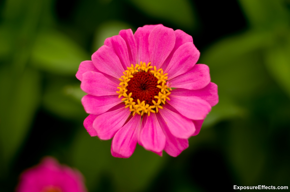 Lalbagh Botanical Garden in Bangalore — World Ghoomo
