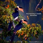 Bird Watching in Dandeli Ganeshgudi Karnataka