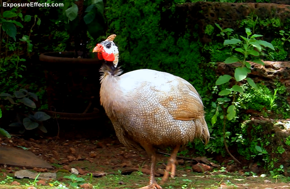 Guinea Fowl Birds Male and Female — World Ghoomo