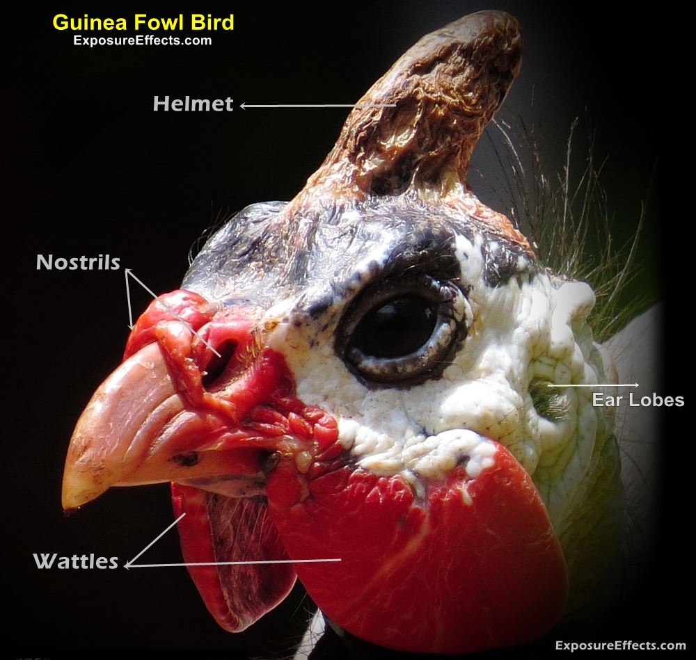 Guinea Fowl Birds - Male and Female — World Ghoomo