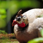 Guinea Fowl Bird Pictures