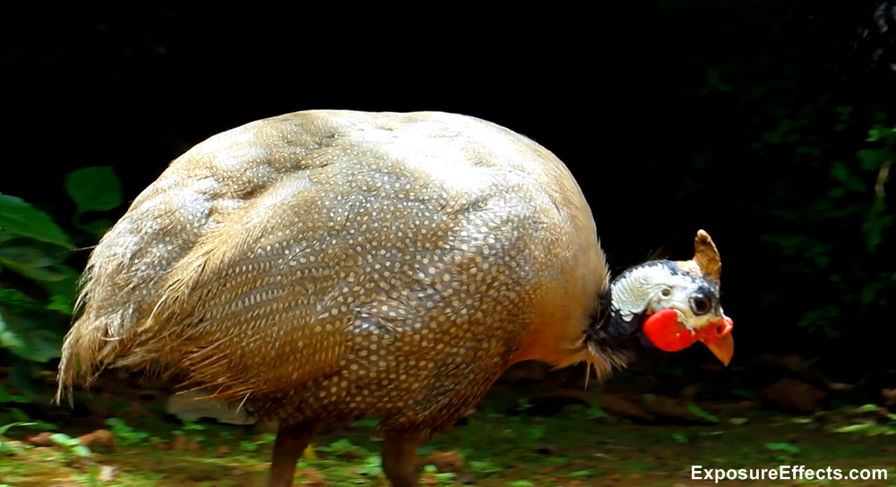 Guinea Fowl Birds Male and Female — World Ghoomo