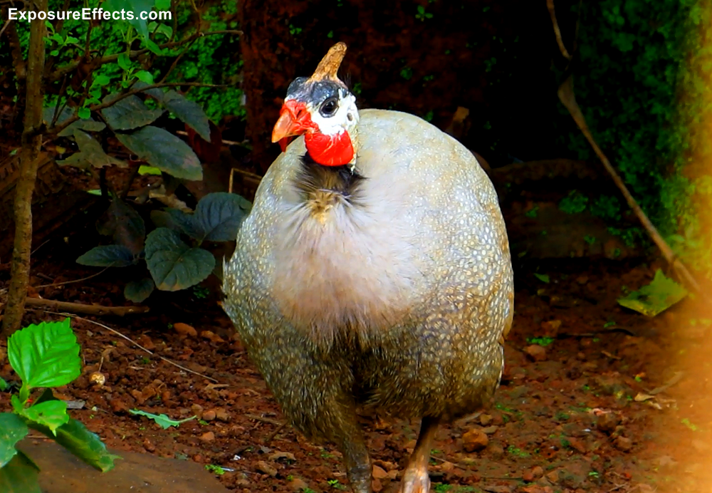 Guinea Fowl Birds Male and Female — World Ghoomo
