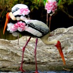 Painted Storks at Ranganthittu Bird Sanctuary