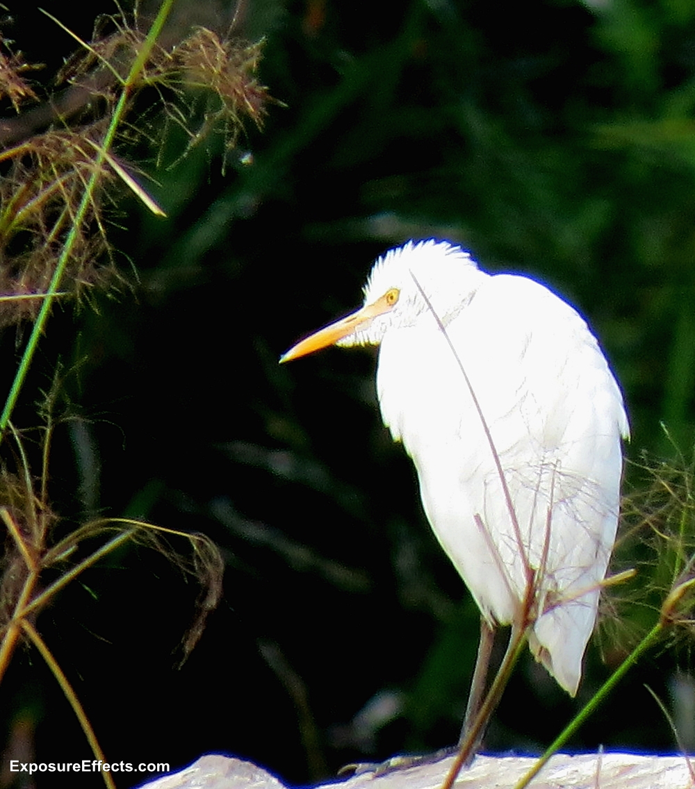 birds at ranganathittu bird sanctuary karnataka india world ghoomo
