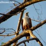 Sharavathi Adventure Camp - Birds spotted during Kayaking