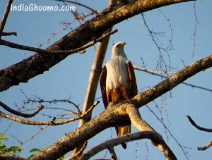 Sharavathi Adventure Camp - Birds spotted during Kayaking