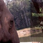 K Gudi Wilderness Camp Jungle Lodges and Resorts Review