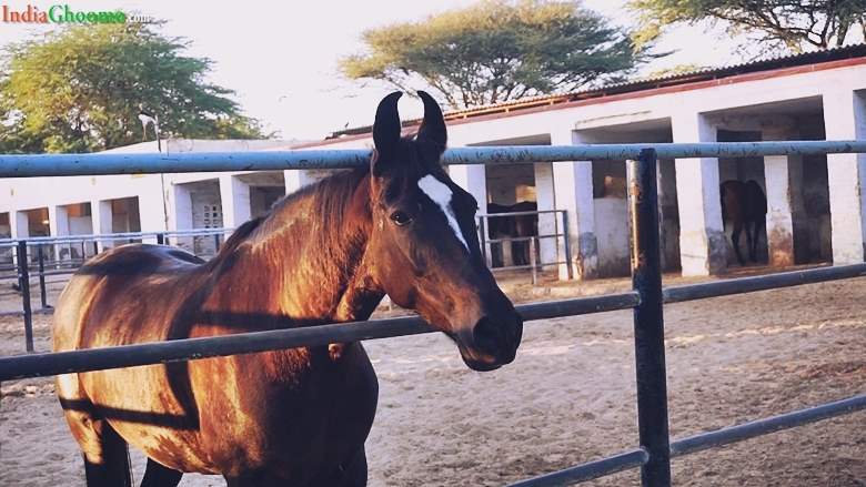 Bikaner National Research Centre on Equines Rajasthan