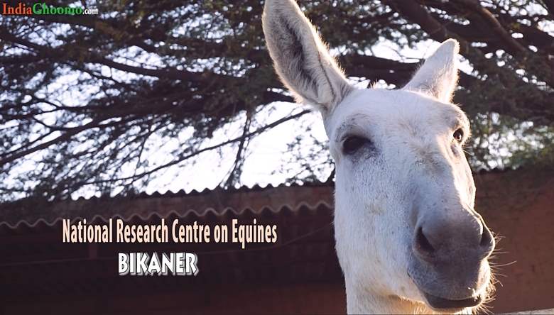 National Research Centre on Equines Bikaner