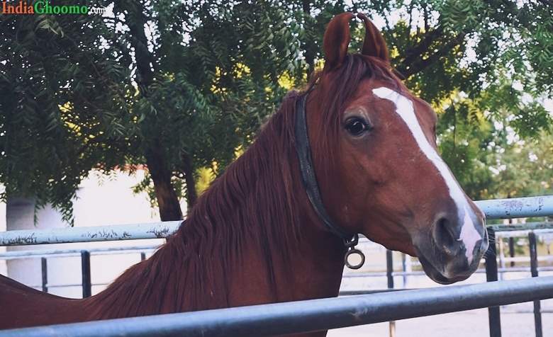 National Research Centre on Equines Rajasthan Bikaner