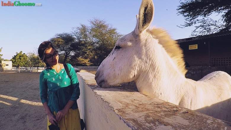 National Research Centre on Equines in Rajasthan Bikaner