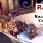 Rats at Karni Mata Temple Bikaner in Rajasthan