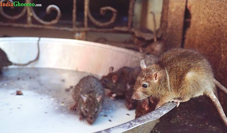 Rats at Karni Mata Temple in Bikaner Rajasthan