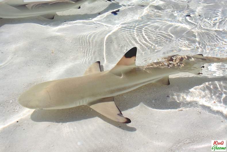 Maldives – Shark Feeding at Sun Island Resort & Spa — World Ghoomo
