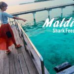 Maldives - Shark Feeding at Sun Island Resort Spa