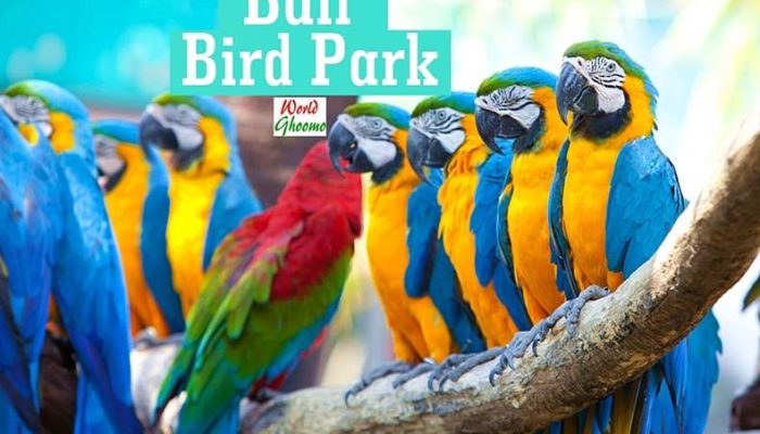 Bali Bird Park Guide | Everything You Need to Know
