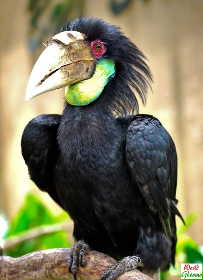 Bali Bird Park Guide Everything You Need to Know — World Ghoomo