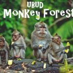 Ubud Monkey Forest Bali