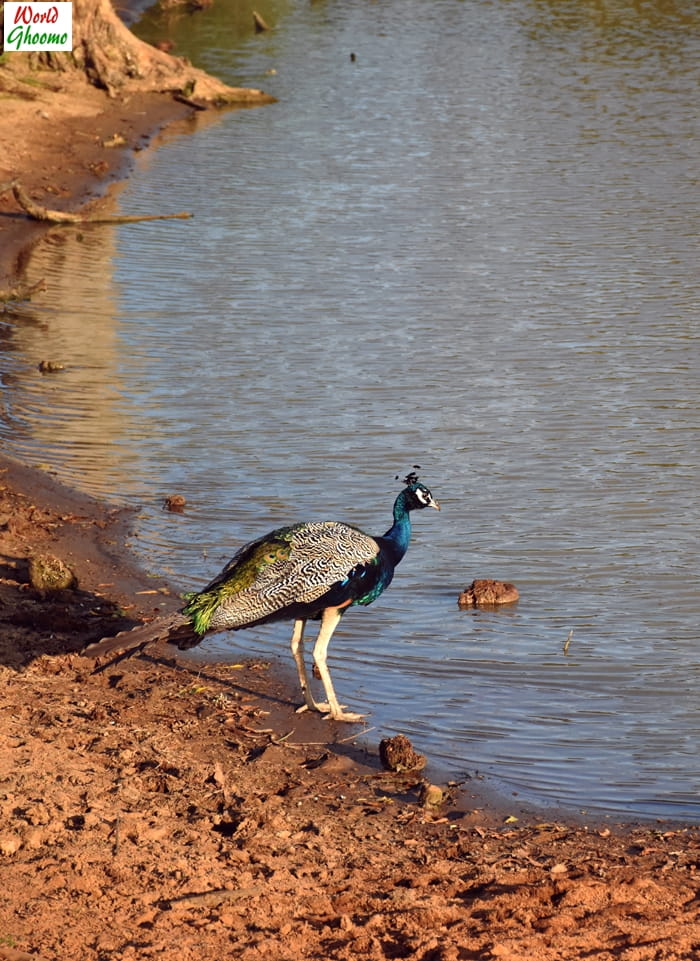 yala evening safari