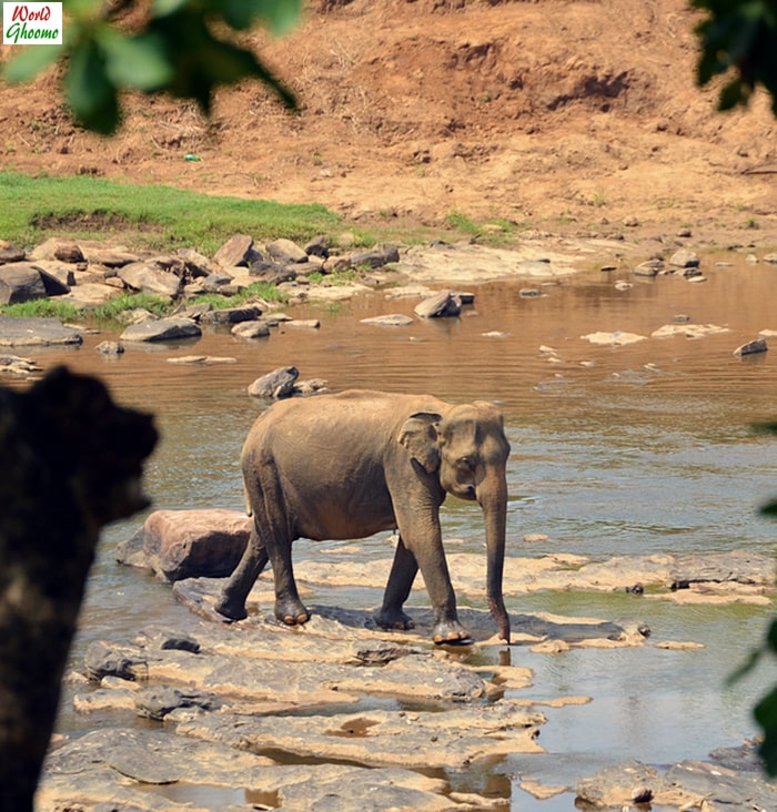 yala evening safari