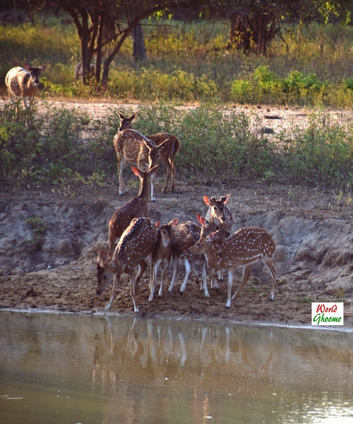 yala evening safari