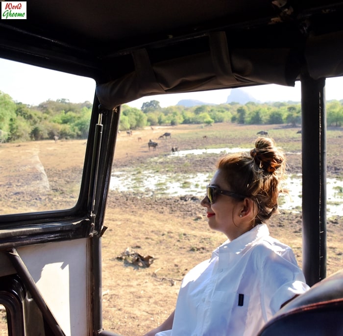 yala evening safari