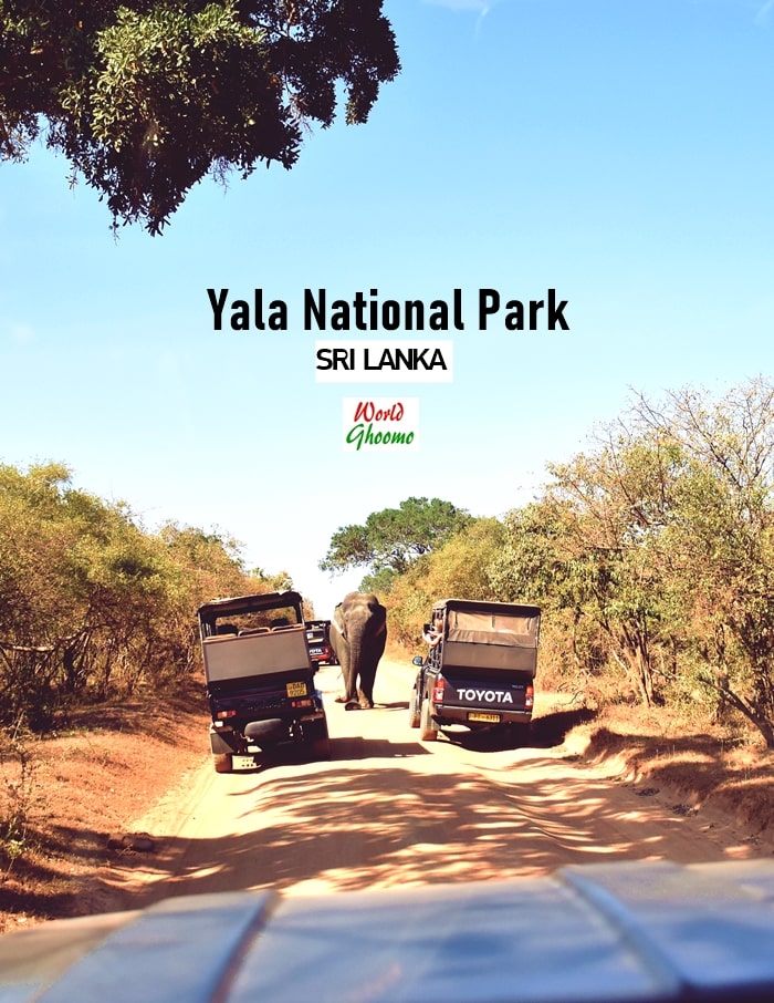 yala evening safari