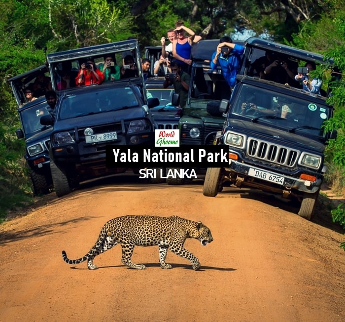 yala evening safari