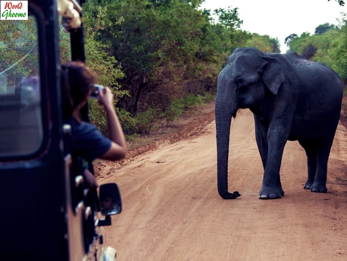 yala evening safari