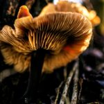 Meghalaya Glowing Mushrooms