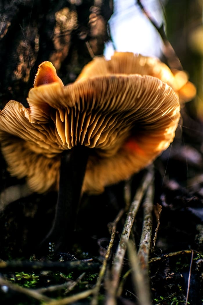 Meghalaya Glowing Mushrooms